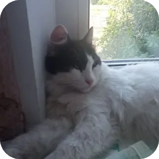 🐱