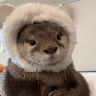 🐈