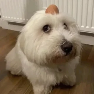 🥺