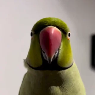🤩