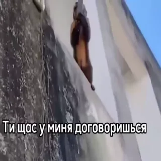 🐵