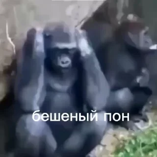 💫