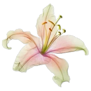 🌸