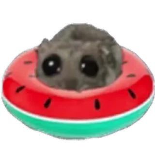🍉