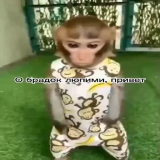 🐵