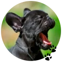 🐶