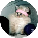 🐱