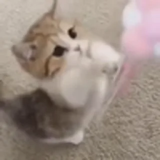 🐈‍⬛