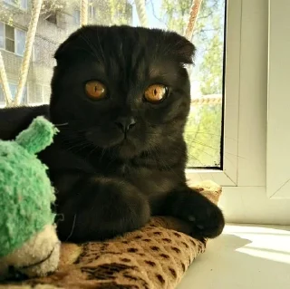 🐱