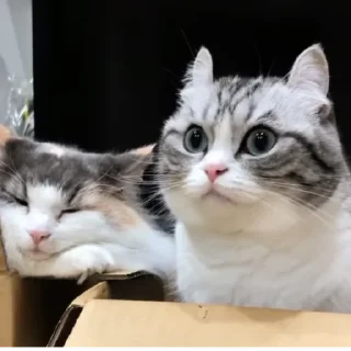 💤