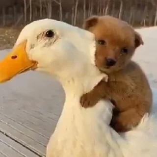 🐶