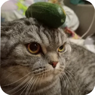🐱