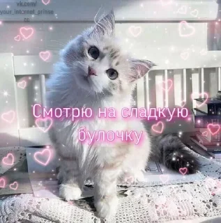 😻