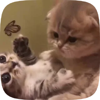 😡