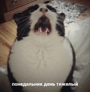 🙀