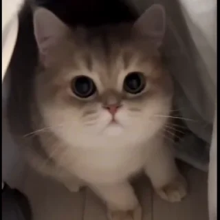 🤩