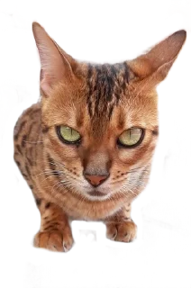 😠