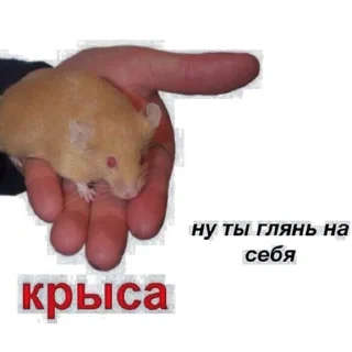 🐀