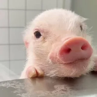 🐽