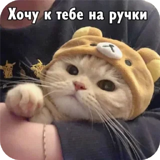 🐱