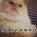 😻
