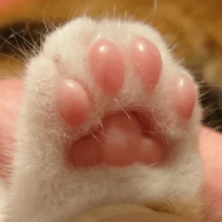 ✋