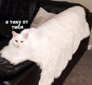 🤪