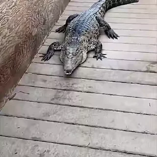 😡
