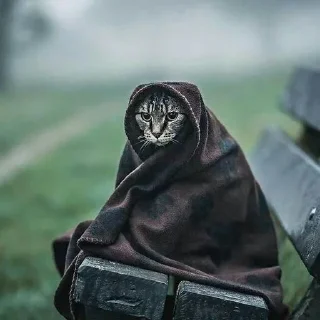 😺