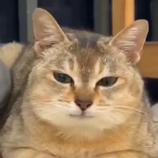 🥸