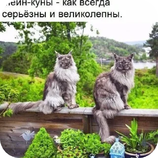👍