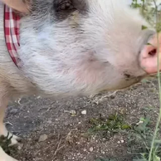 🐷