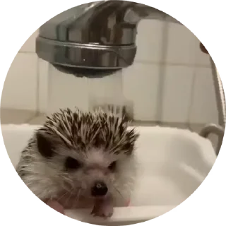 🦔