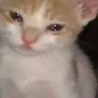 🥺
