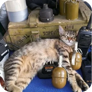 🐱
