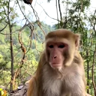 🙉