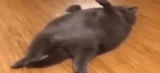 🌟