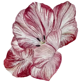 🌺