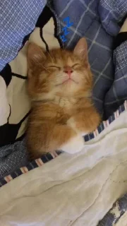 💤
