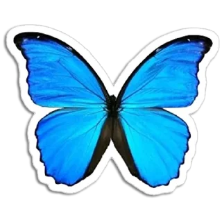 🦋
