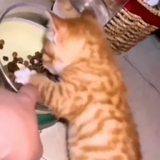 🐈