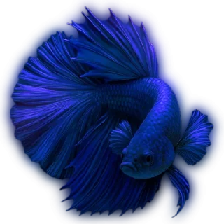 💙