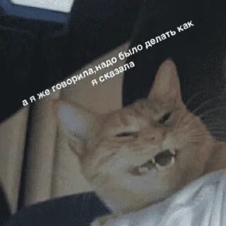 😺