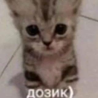 😺
