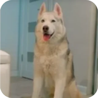 🐶