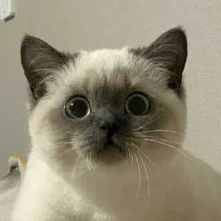 🐈