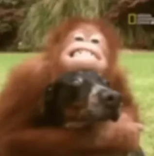 🐶