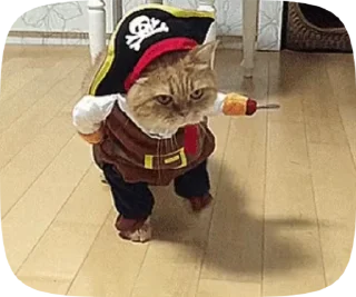 😺