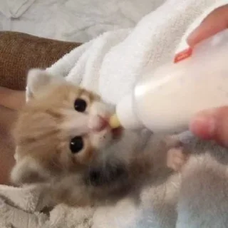 🍼