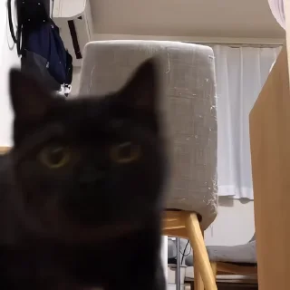 🐈‍⬛️